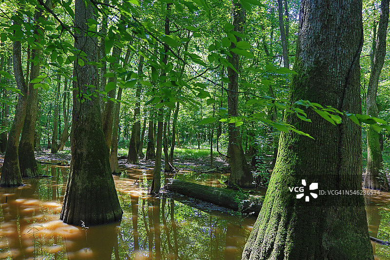 康加里国家公园，南卡罗来纳州图片素材