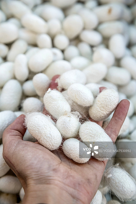 一把蚕图片素材