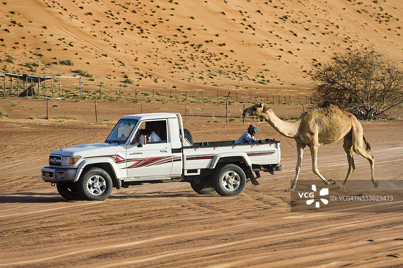 一只赛骆驼在沙漠中的沙丘之间训练时，跟在一辆四轮驱动车后面。图片素材