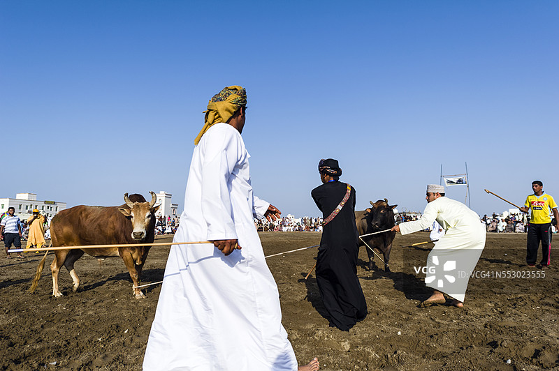 年轻男子用绳子控制一对布拉曼公牛，以防止在斗牛过程中受伤。图片素材