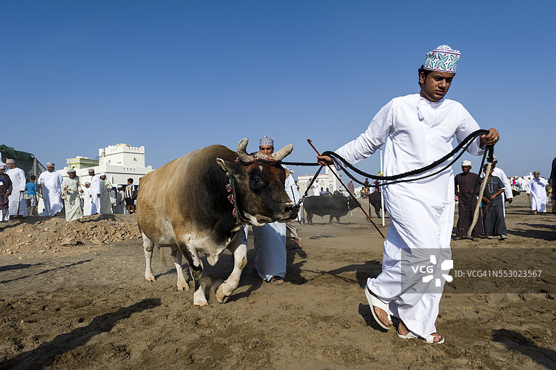 一位布拉曼公牛的主人带着他的挑战者走进擂台，与另一头公牛对战。图片素材