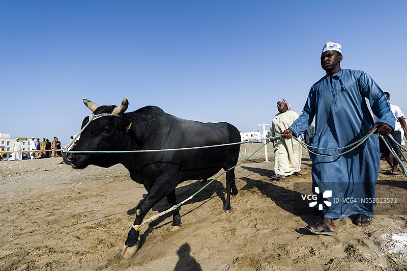 一位布拉曼公牛的主人带着他的挑战者走进擂台，与另一头公牛对战。图片素材