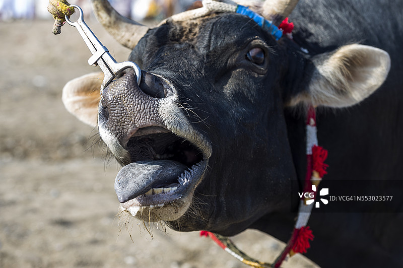 一头兴奋的公牛伸出舌头，向斗牛发出挑战。图片素材
