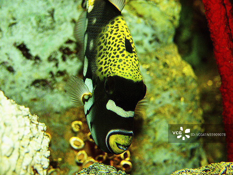 皇冠扳机鲀图片素材