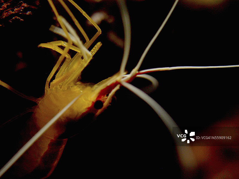 红背清洁虾图片素材