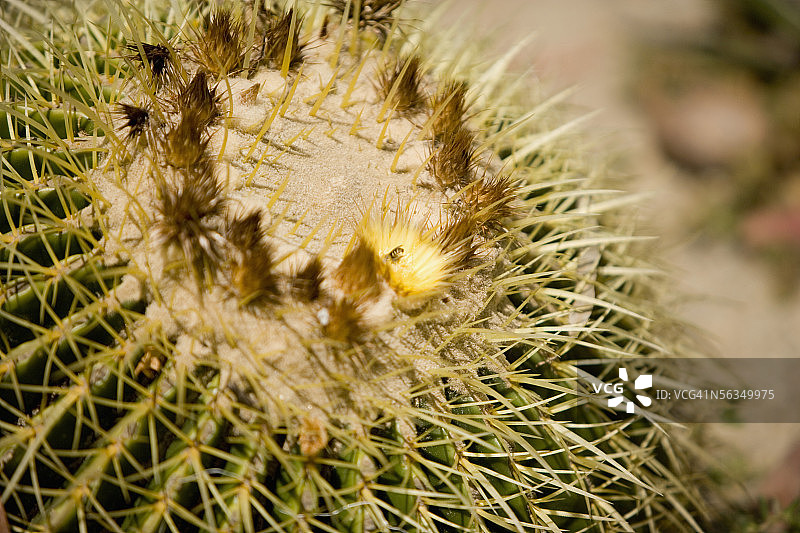 仙人掌植物特写，圣地亚哥巴尔波亚公园图片素材