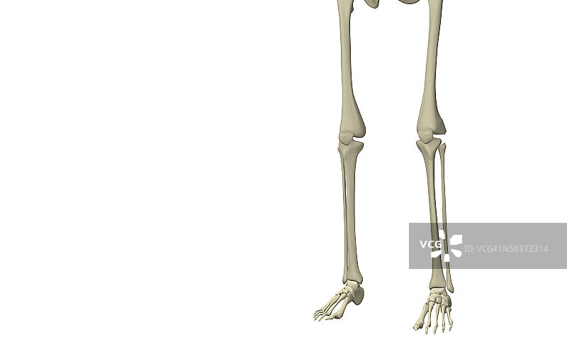 人腿骨骼结构的低角度视图图片素材