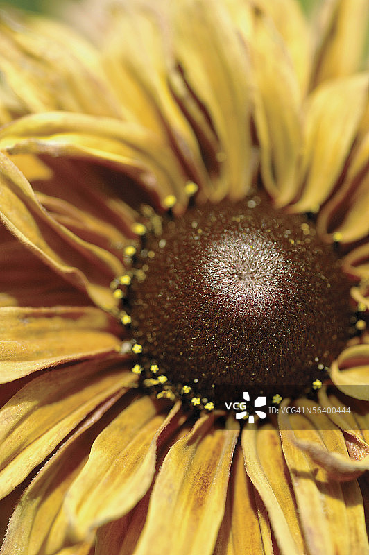 金光菊图片素材