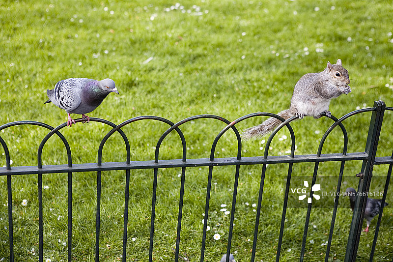 城市害虫图片素材