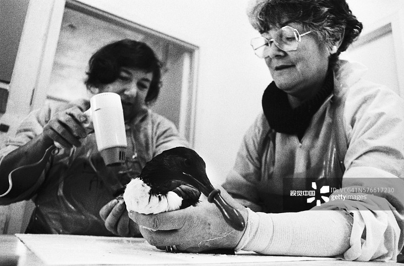 米尔福德港的鸟类清洁图片素材