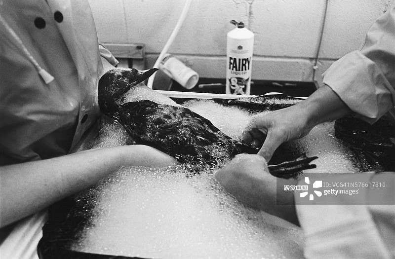 米尔福德港的鸟类清洁图片素材