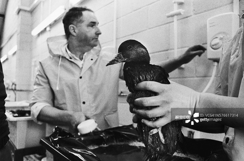 米尔福德港的鸟类清洁图片素材