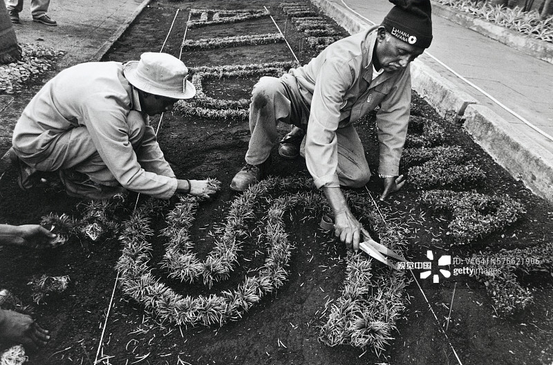 园艺师们整理花卉布置图片素材