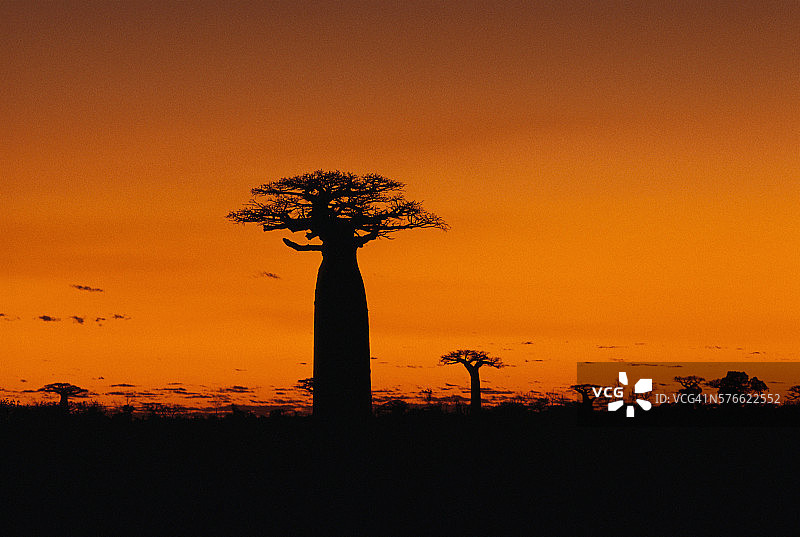 猴面包树轮廓图片素材