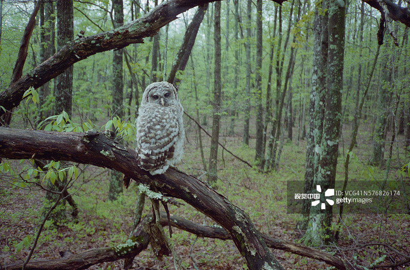 栖息在树枝上的灰林鸮图片素材