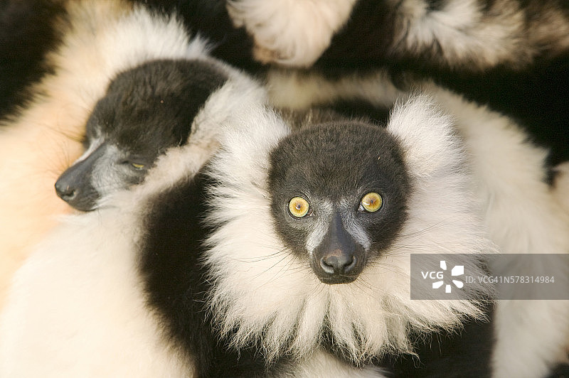 相互依偎的褶皱领狐猴图片素材