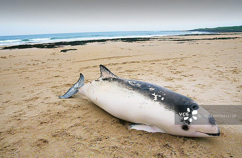 在英国诺森伯兰郡海滩上发现一头死亡的海豚图片素材