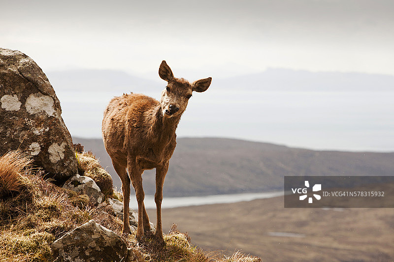 英国斯凯岛库林岭的红鹿图片素材