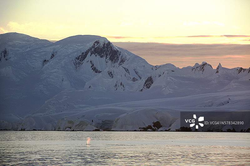 座头鲸在南极半岛附近觅食图片素材