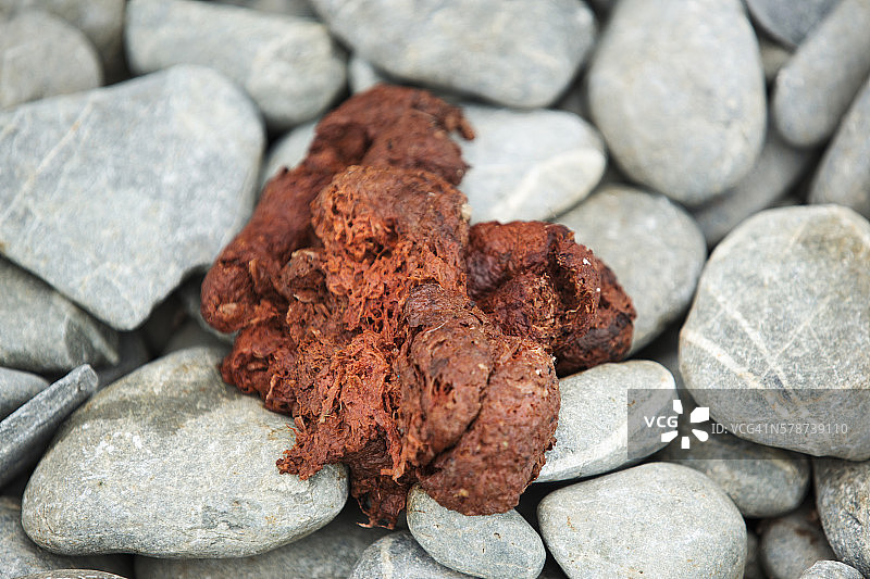 南奥克尼群岛的南极毛皮海豹粪便图片素材