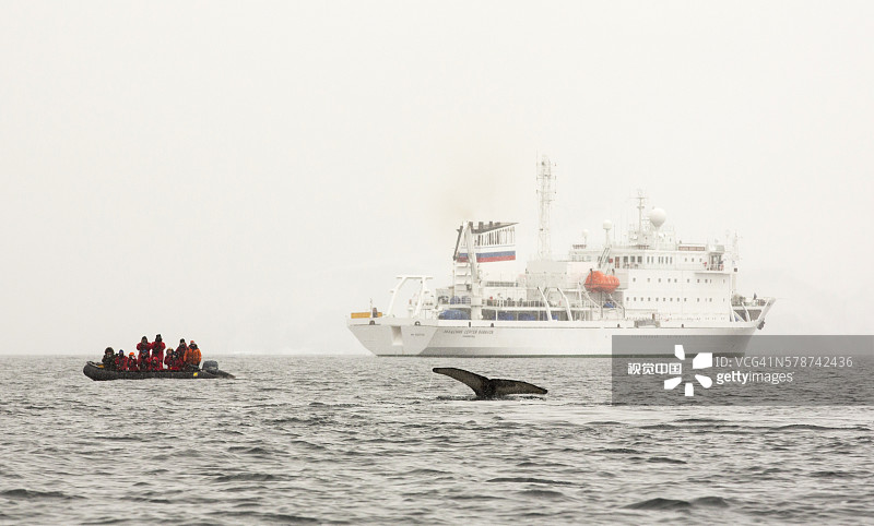 威廉敏娜湾座头鲸捕食磷虾（南极半岛）图片素材