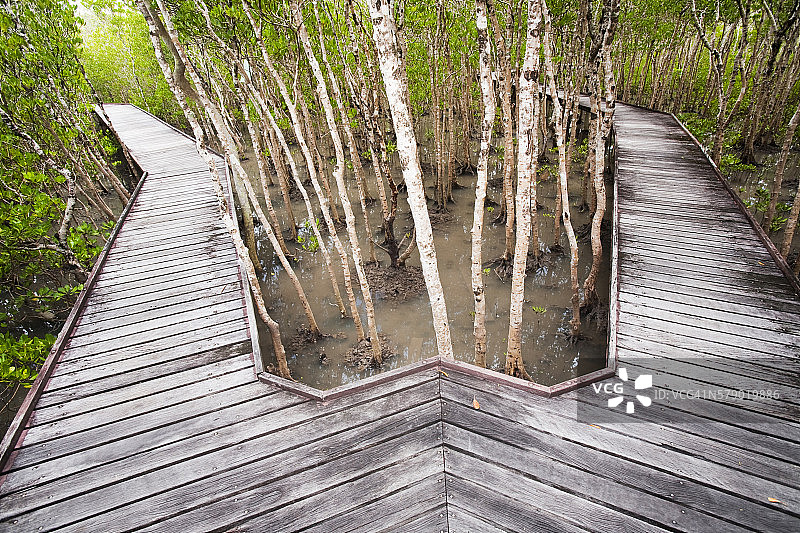 澳大利亚昆士兰州凯恩斯涨潮时的红树林沼泽图片素材