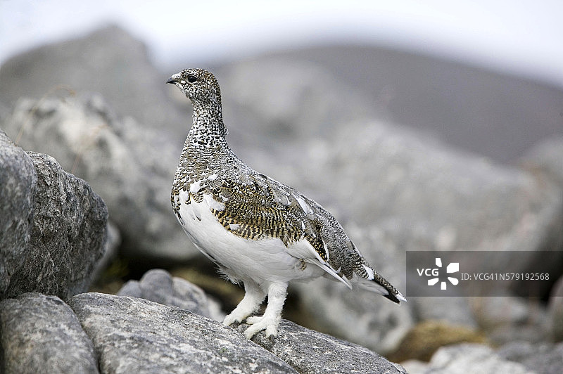 苏格兰奎纳格山上的雷鸟图片素材