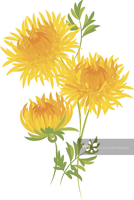 秋季菊花图片素材