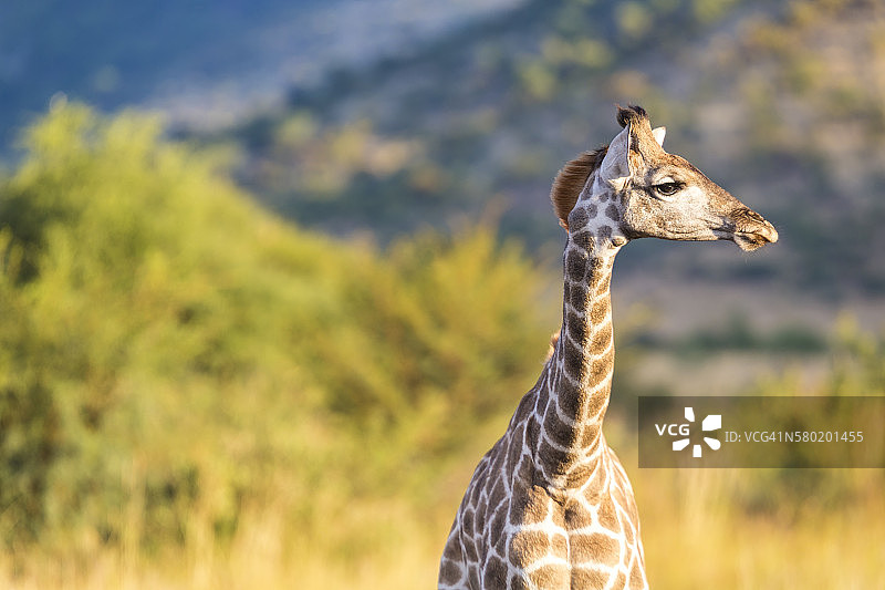 长颈鹿，比勒陀利亚国家公园，约翰内斯堡图片素材