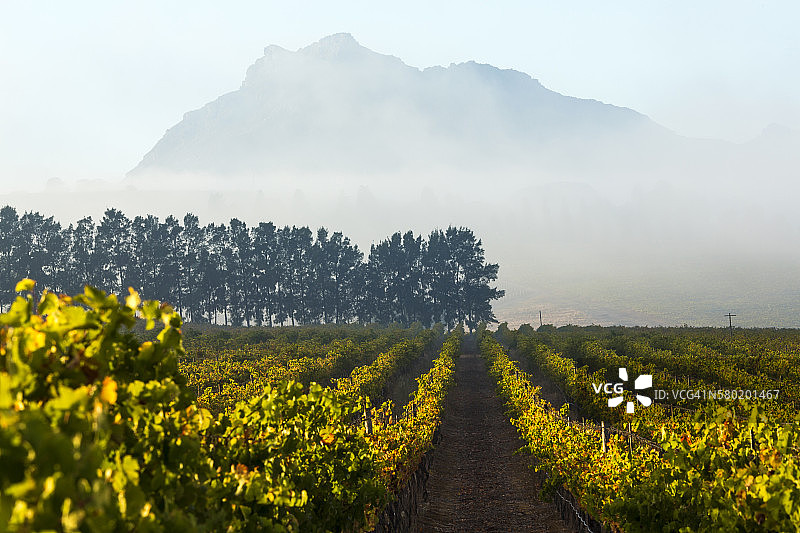 葡萄园，山谷，斯泰伦博斯，开普敦图片素材