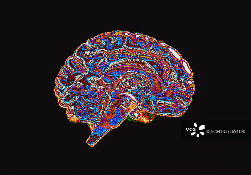 大脑横截面图片素材