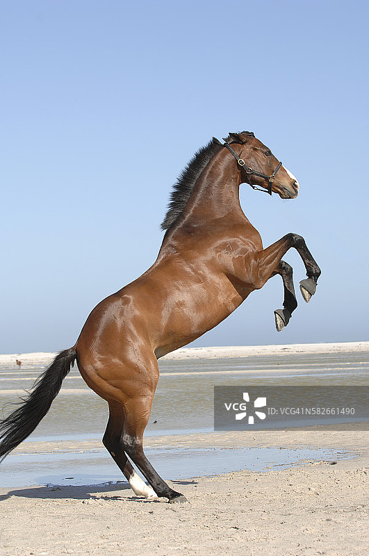 马腾跃图片素材