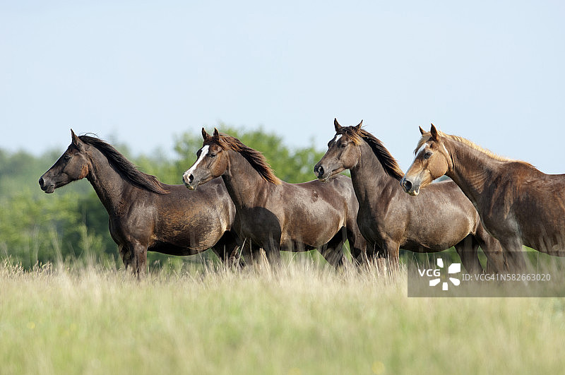 德文马场威尔士矮马图片素材