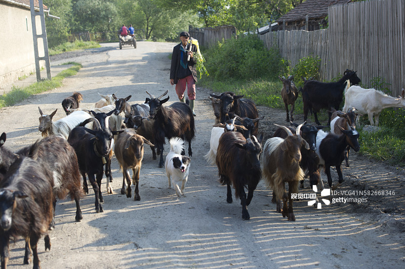 罗马尼亚特兰西瓦尼亚图片素材