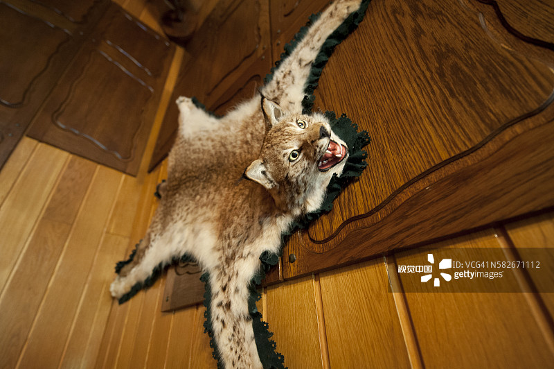 动物皮图片素材