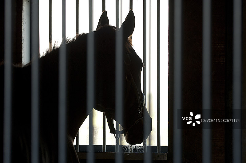 马在稳定图片素材