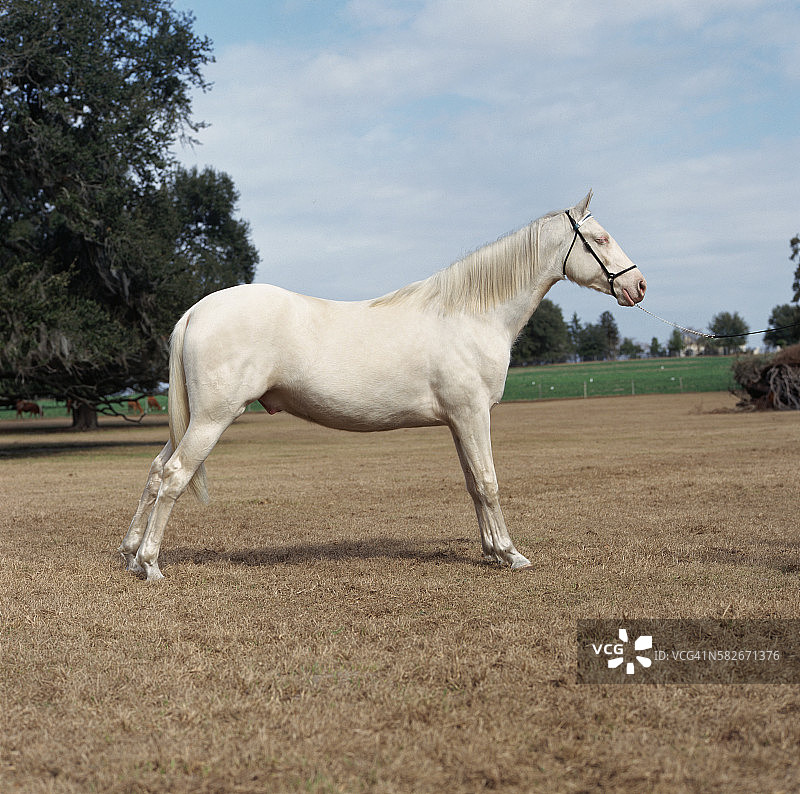 白色田纳西走马图片素材