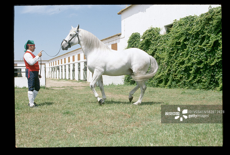男人牵着卢西塔诺马图片素材