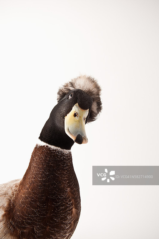 凤头银色阿普尔亚德鸭图片素材