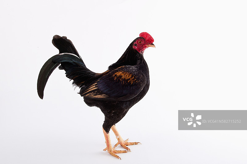 老英国斗鸡矮脚鸡图片素材