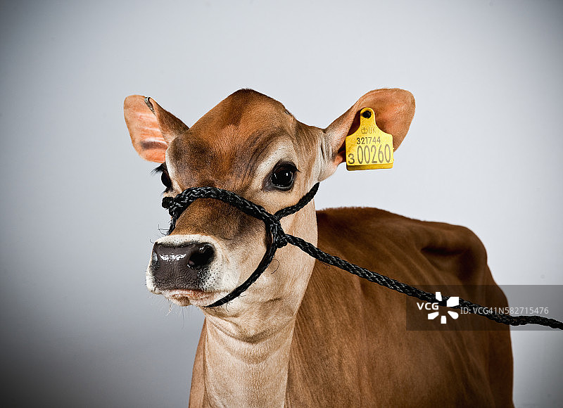 泽西母牛图片素材