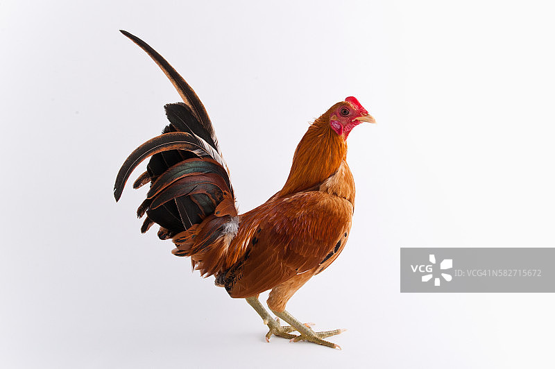 老英国斗鸡矮脚鸡图片素材