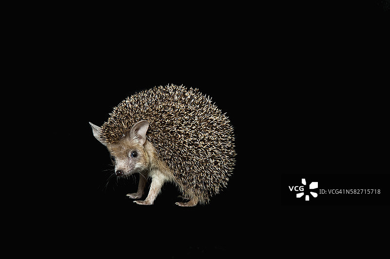 埃及长耳猬图片素材