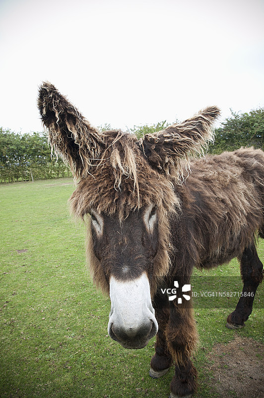 田野里的普瓦图驴图片素材