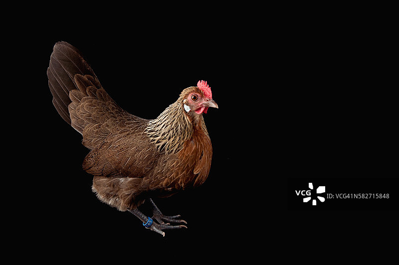 浅棕色荷兰矮脚鸡图片素材
