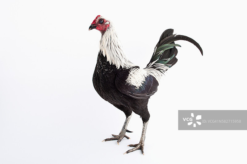 桦木色现代Game Bantam鸡图片素材