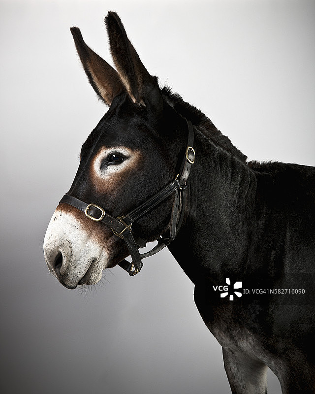 巨型杰克驴图片素材