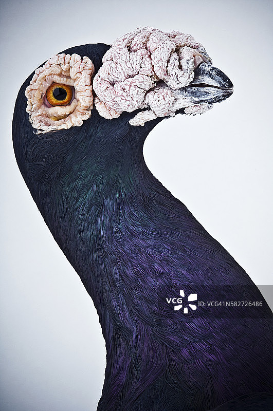 英式信鸽图片素材