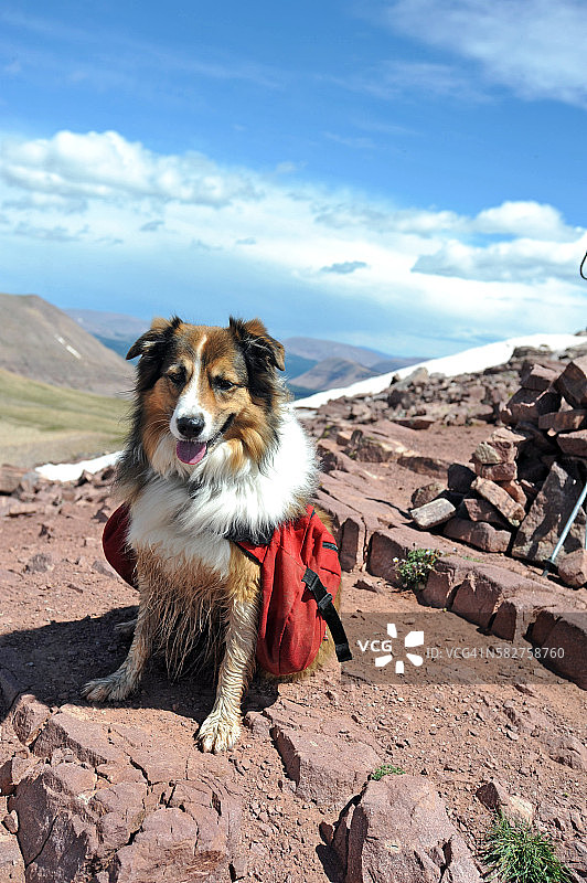 在犹他州最高峰上的狗图片素材