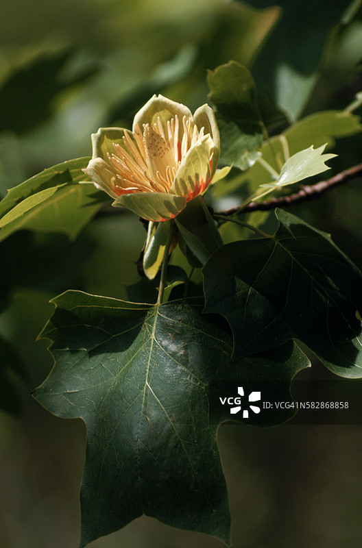 开花的郁金香树图片素材